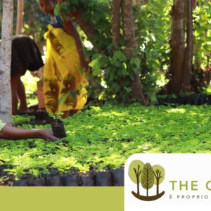 donna che coltiva e ripianta un terreno