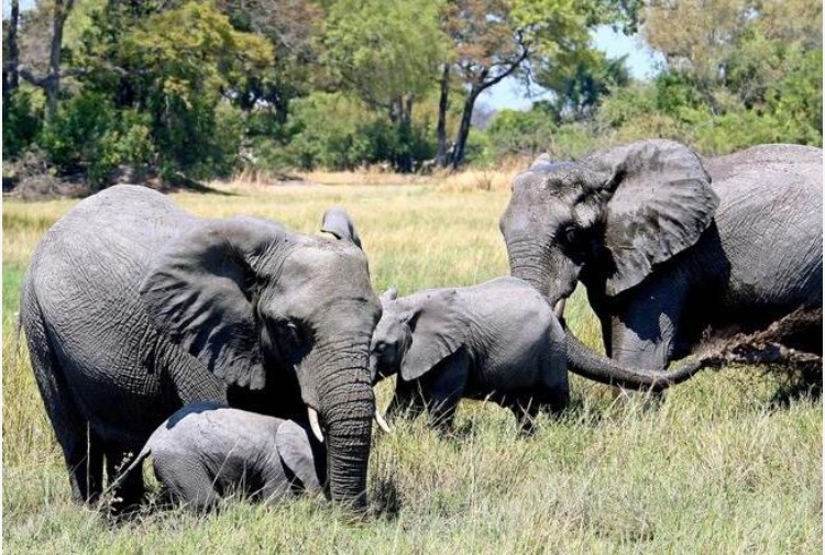 elefante delle foreste africane