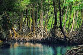 mangrovie the greenest